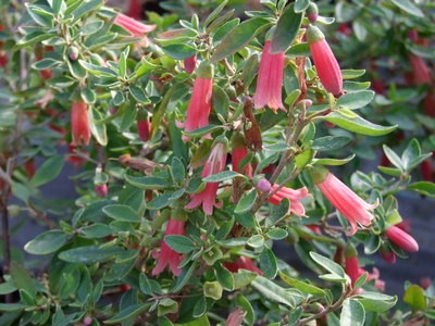 Correa Dusky Bells