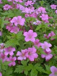 Geranium x oxonianum A T Johnson