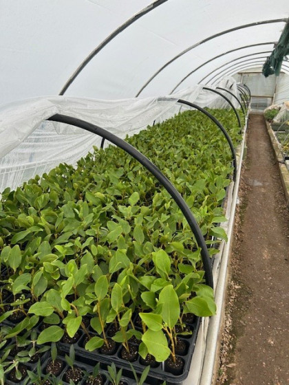 Griselinia littoralis in propagation