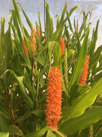 Hedychium densiflorum Assam Orange