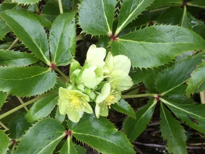 Hellebore