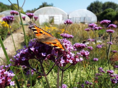 Verbena bonariensis