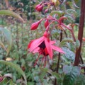 Fuchsia Lady Boothby