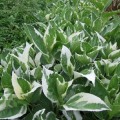 Hydrangea macrophylla Tricolor