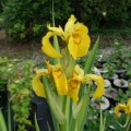 Iris pseudacorus Variegata