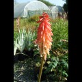 Kniphofia Strawberries and Cream