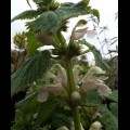 Lamium orvala Album