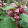 Lamium orvala