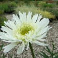 Leucanthemum x superbum Aglaia 