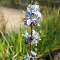 Libertia caerulescens