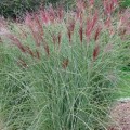 Miscanthus sinensis Flamingo