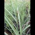 Miscanthus sinensis Gracillimus