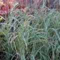 Miscanthus sinensis Variegata