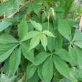 Parthenocissus quinquifolia