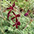 Pelargonium sidoides