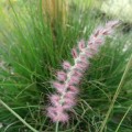 Pennisetum orientale