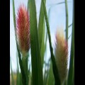 Pennisetum thunbergii Red Buttons