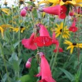 Penstemon King George V