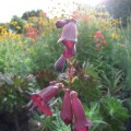 Penstemon Pensham Plum Jerkum