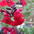 Salvia Dyson's Crimson