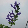 Salvia guaranitica Blue Enigma