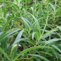 Hebe salicifolia